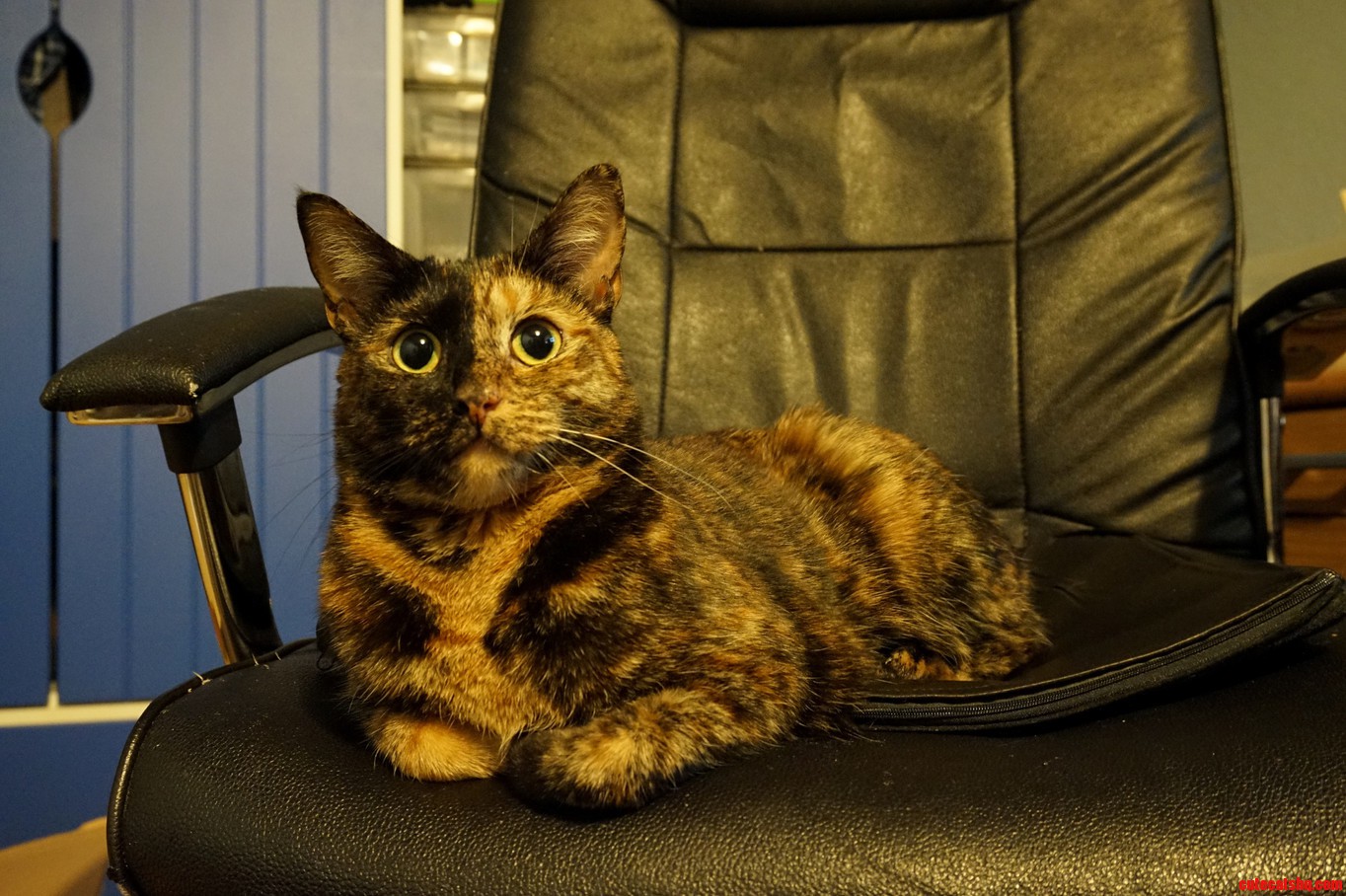 Well I Guess Harley Has Claimed My Chair.