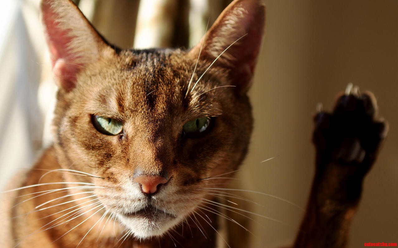 What You Failed Me Once Again I Am Not Amused