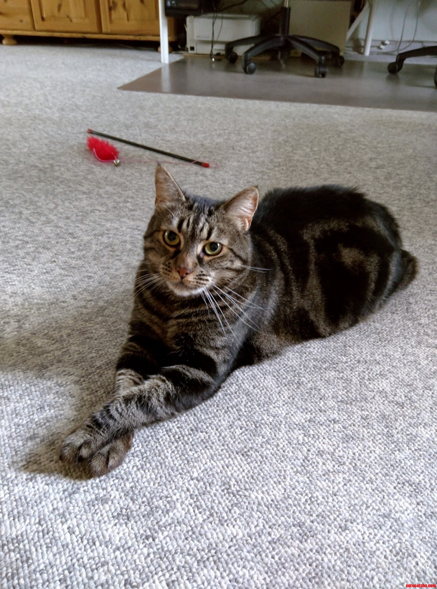 When I Come Home. Meet Missen.