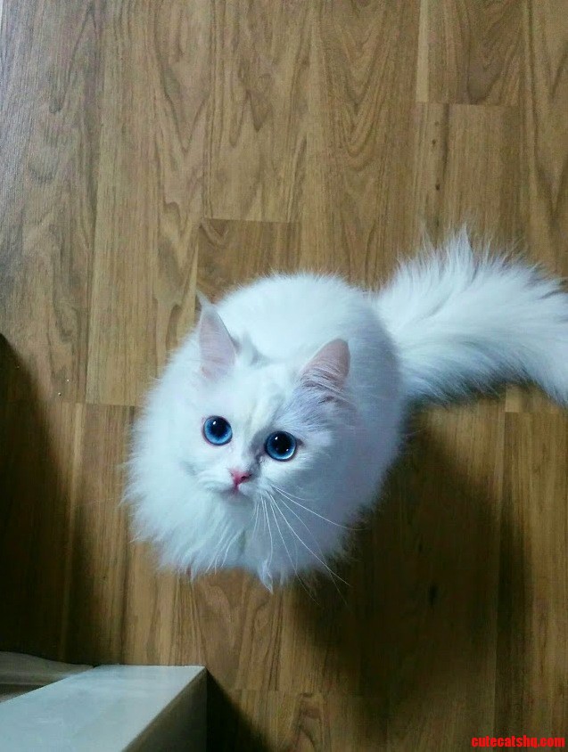 White Cotton Candy