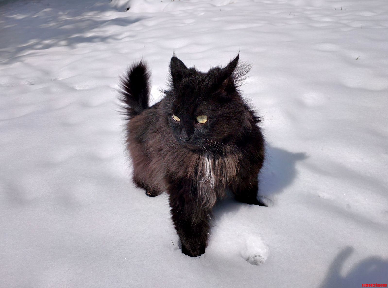 Winter Suddenly Came Back. My Cat Is Unamused.