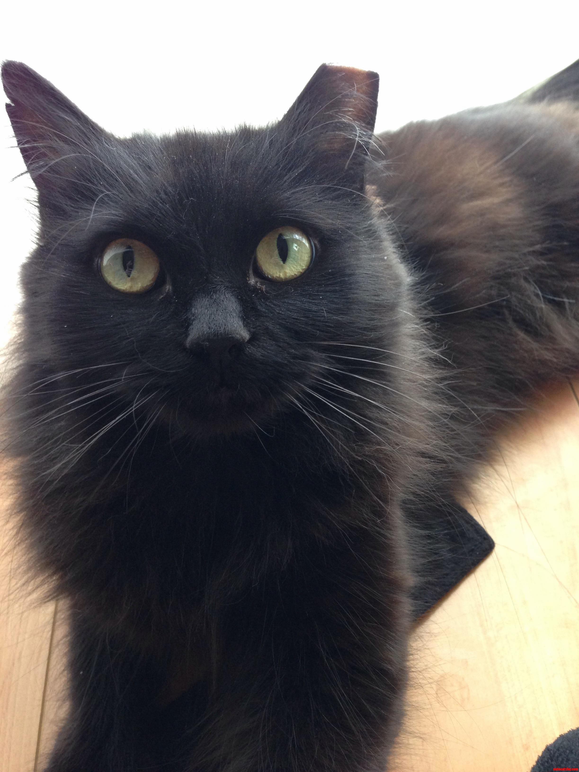 Yesterday I Adopted My First Nightfury Kitty. Meet Soot Sprite. Soot for Short.