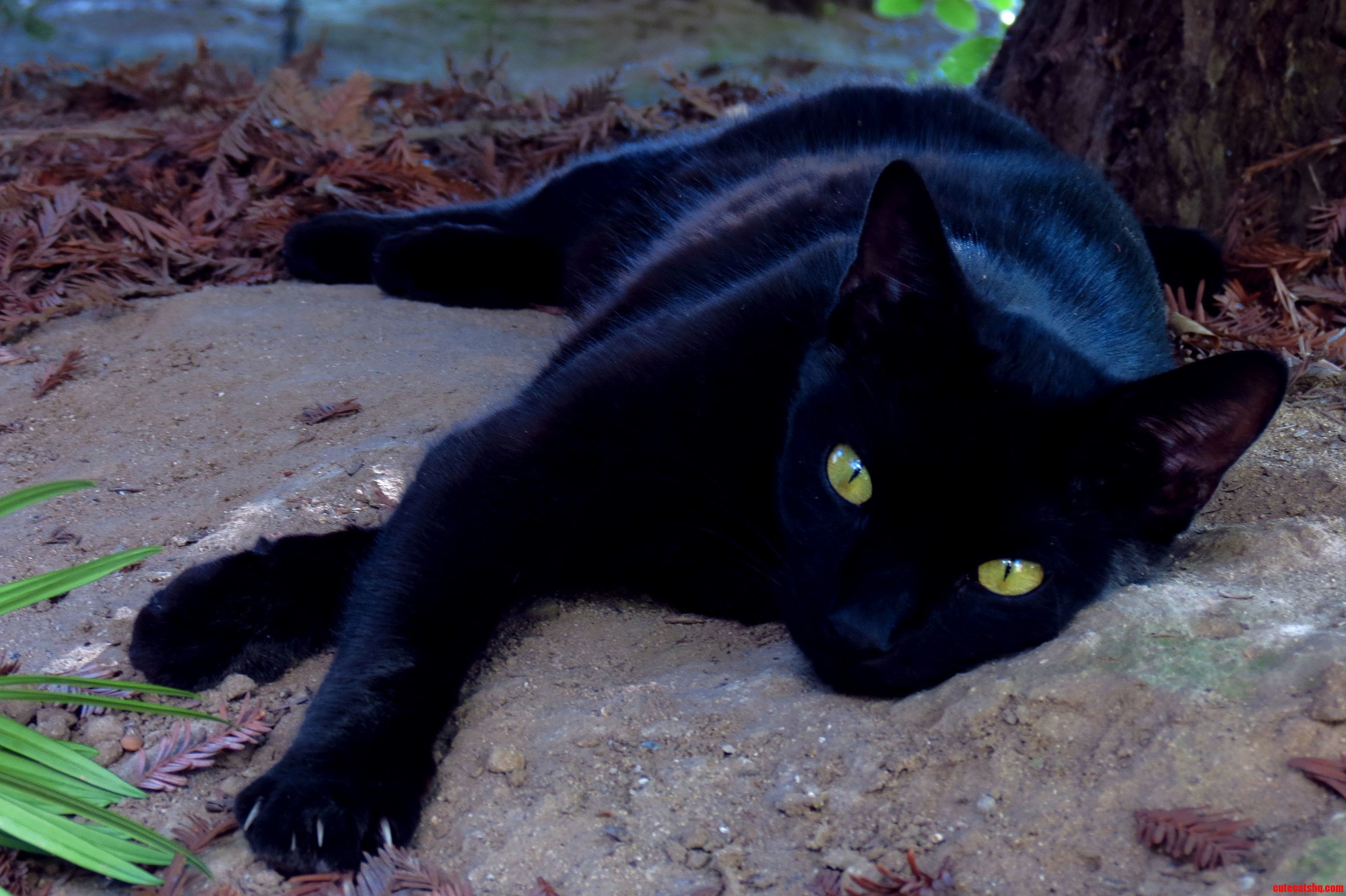 Zita Posed for Me in the Front Yard