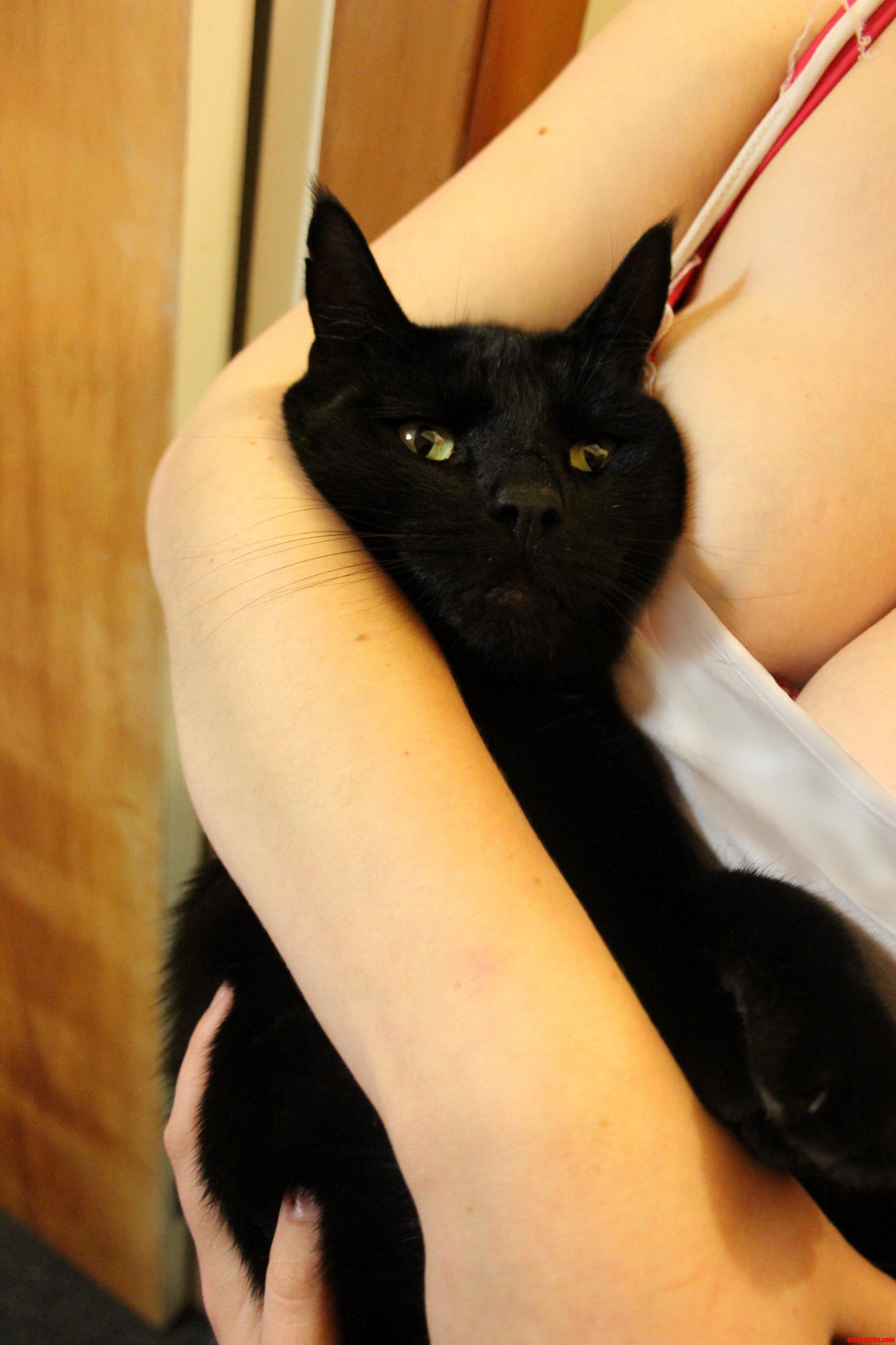 Zuko Is an Incredibly Tolerant Cat.