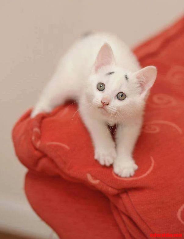 8-week-old Beautiful Kitten...