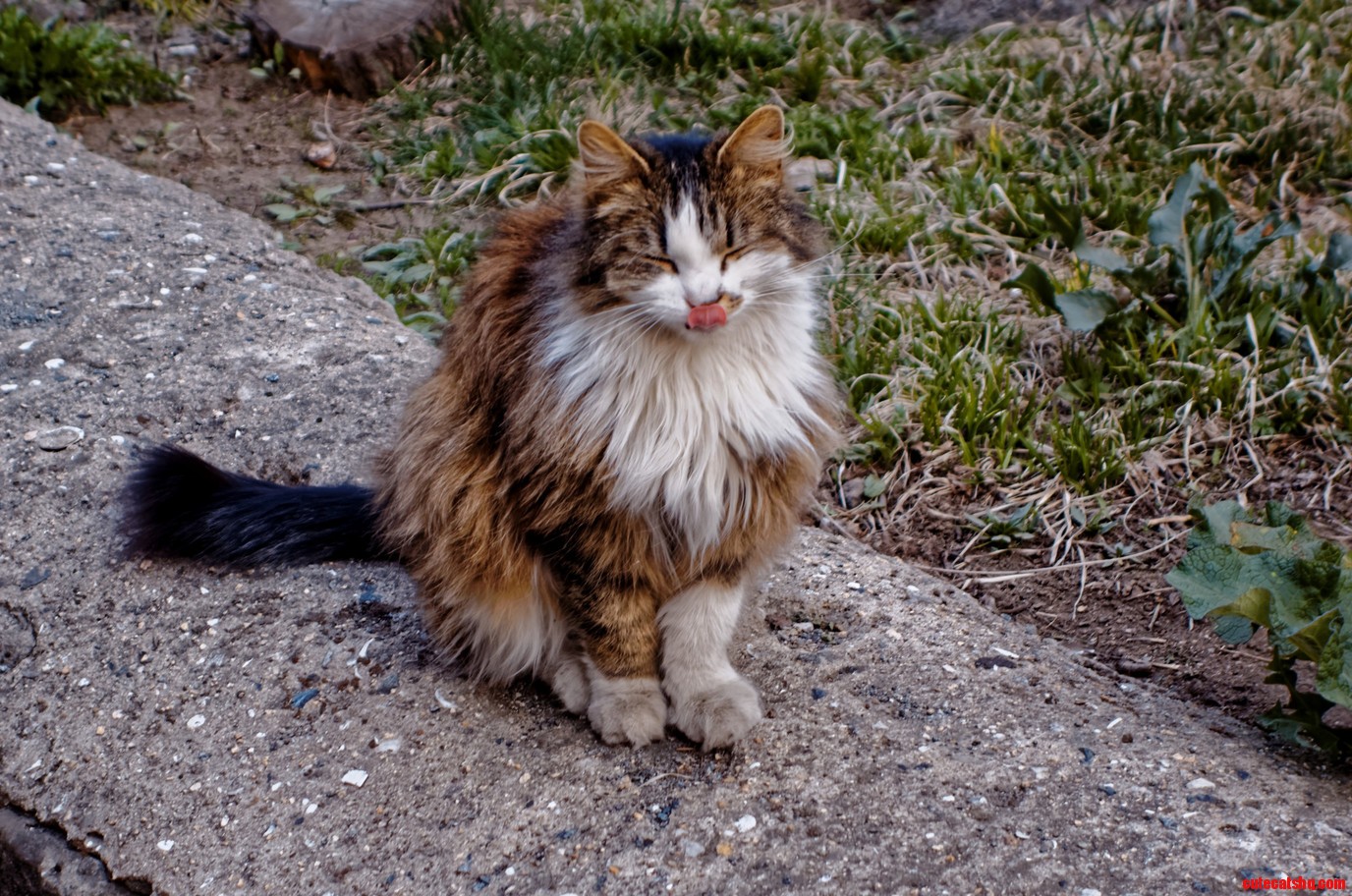 A Beautiful Stray Cat