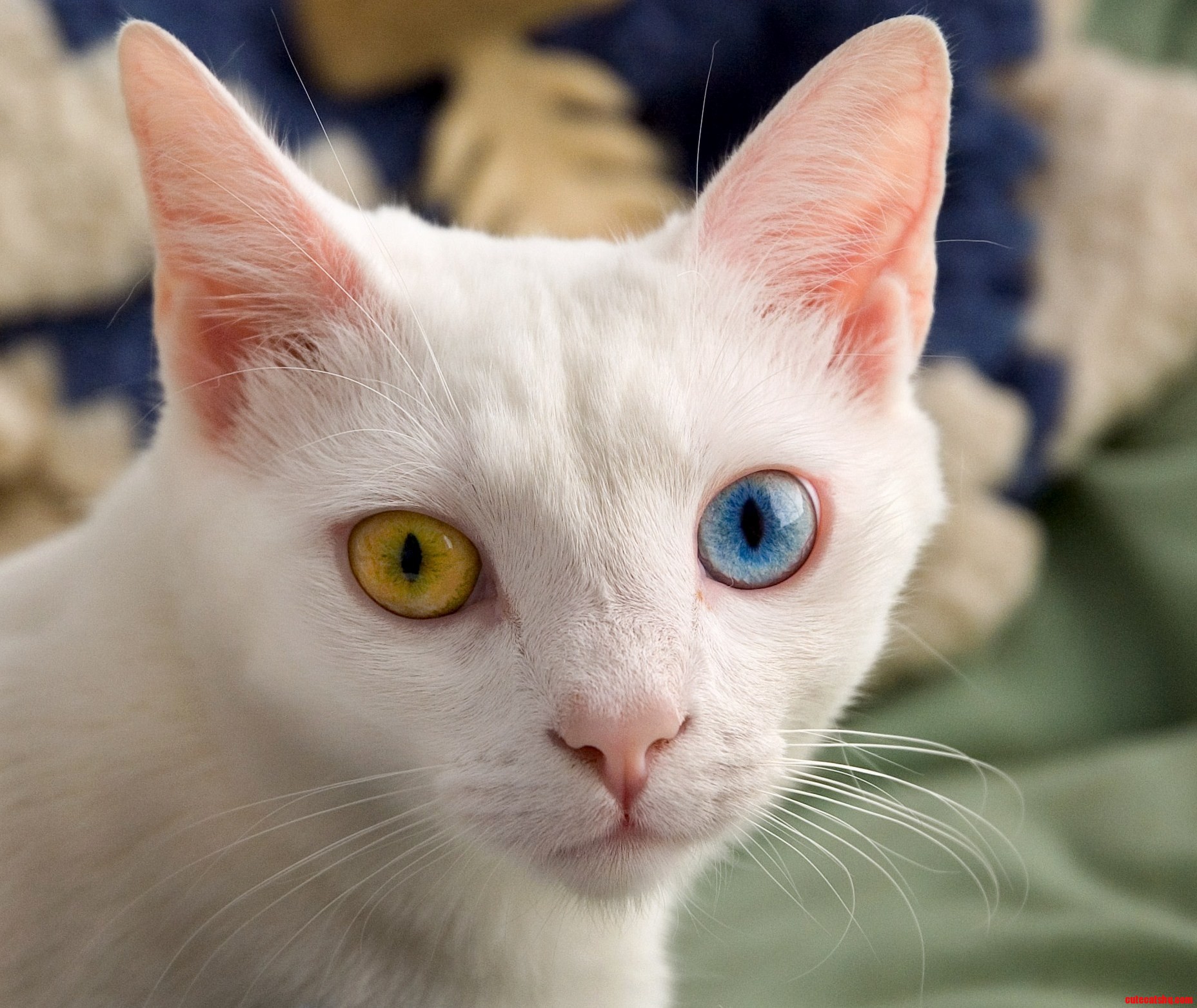 A Cool Cat