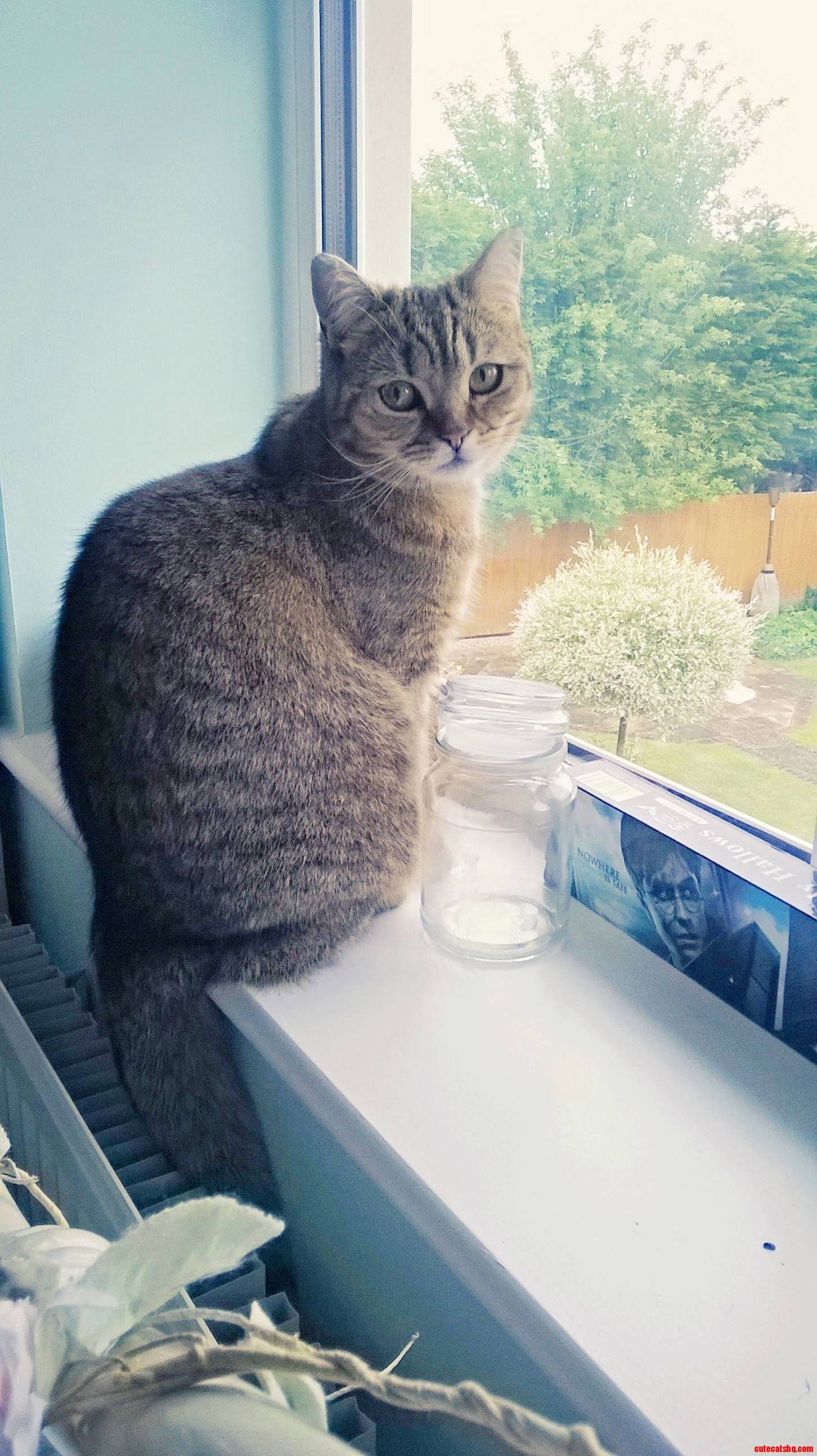 A Rare Moment of Friendship with My Shy Feline