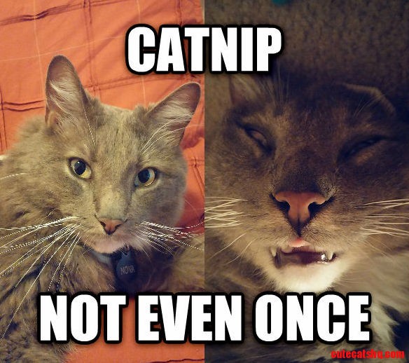 An Important Psa Courtesy of My Cat