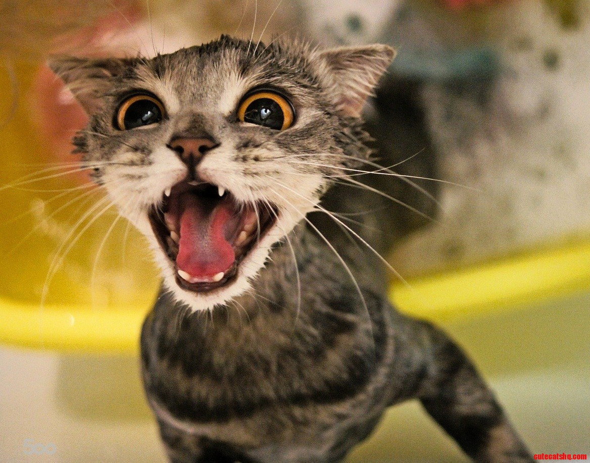 And Then Frisky Saw the New Puppy.