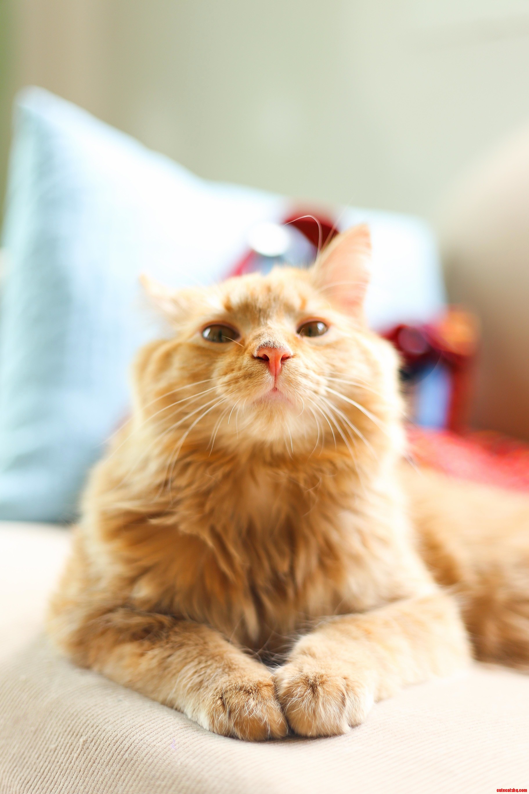 Anyone Elses Cat Give Them This Look