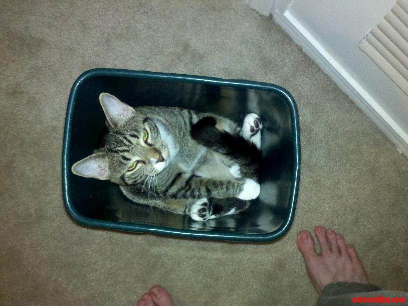Bay Area Cat Wowes