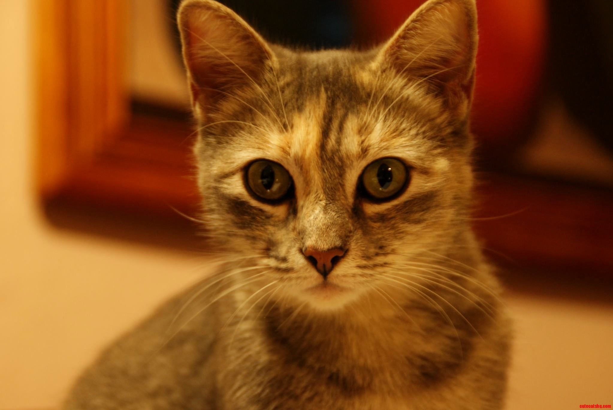 Beautiful Tili