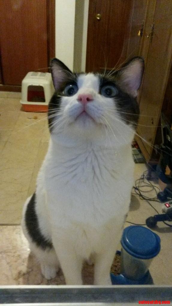 Can Someone Make a Meme About This Cat
