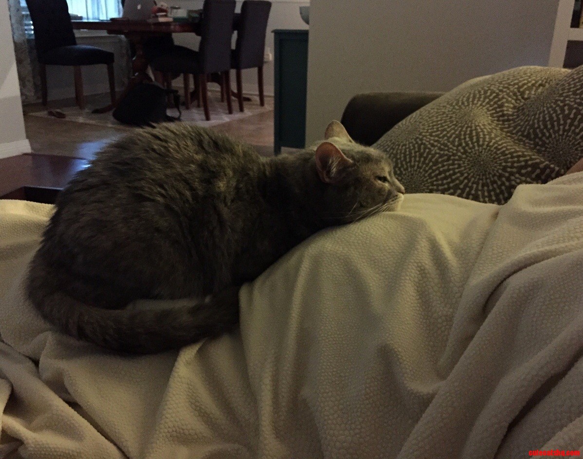 Cat Is Sleeping on the Belly of Pregnant Lady.
