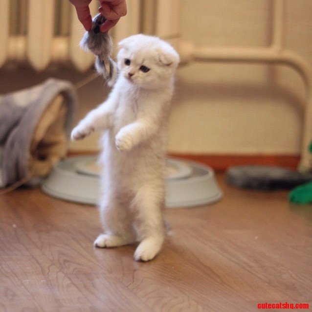Cat.