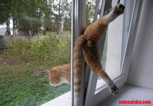 Cats Are Graceful Creatures