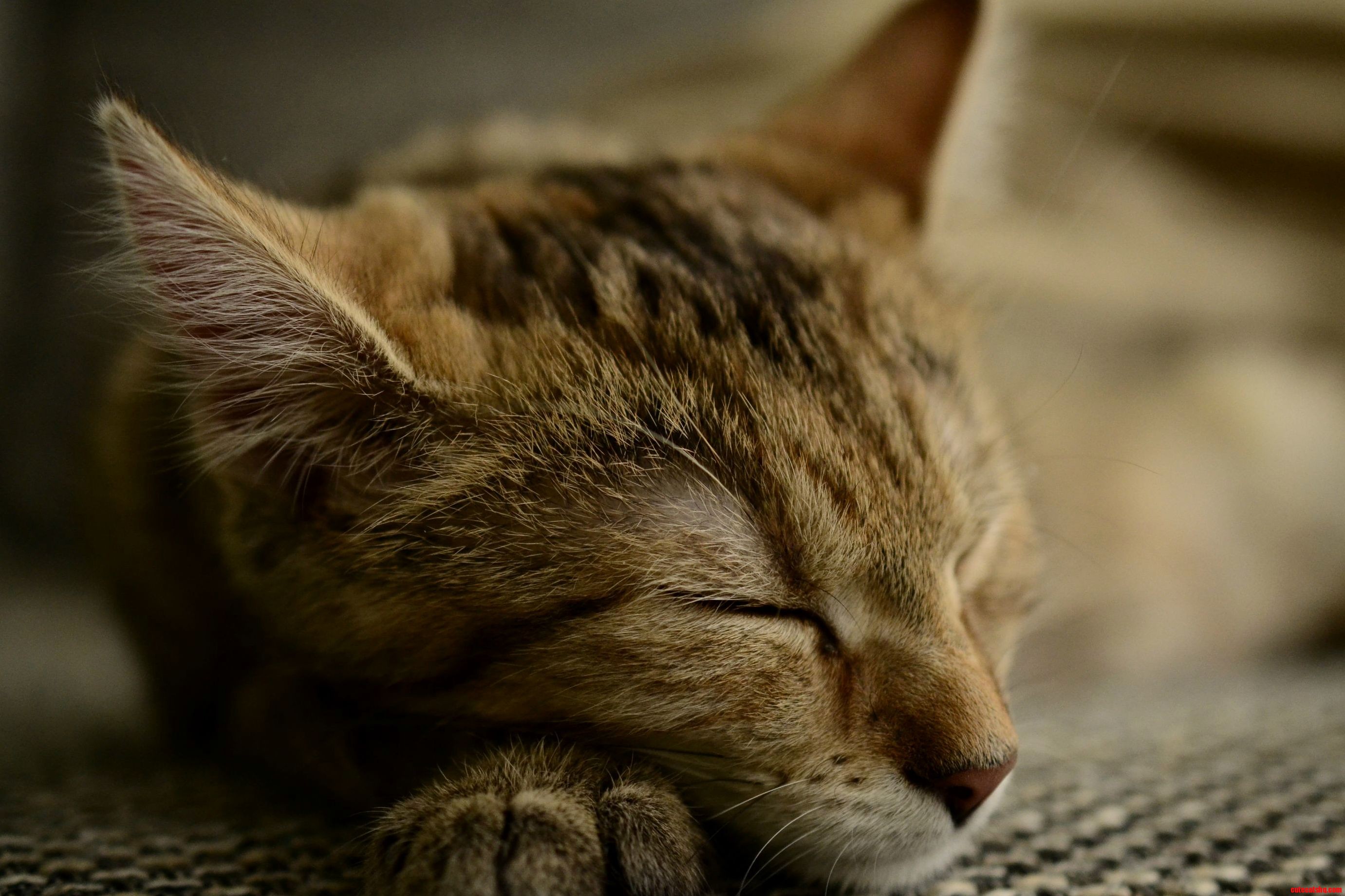 Charlie Having a Nap Oc