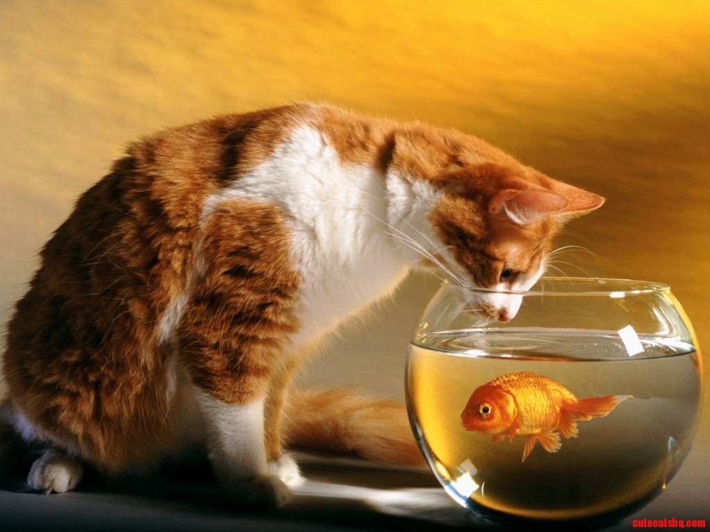 Cute and Innocent Cat