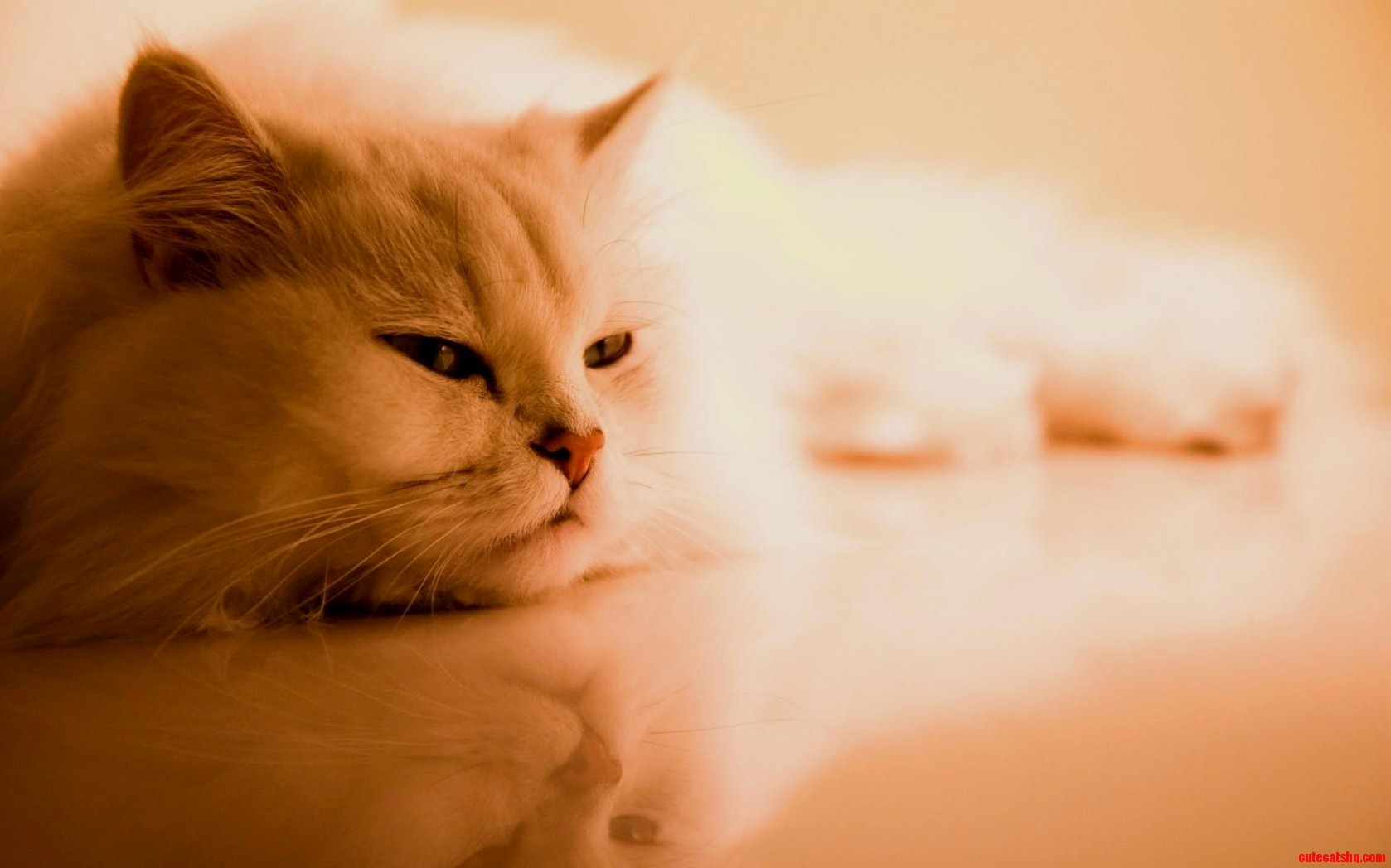 Cute Fluffy Cat Tumblr