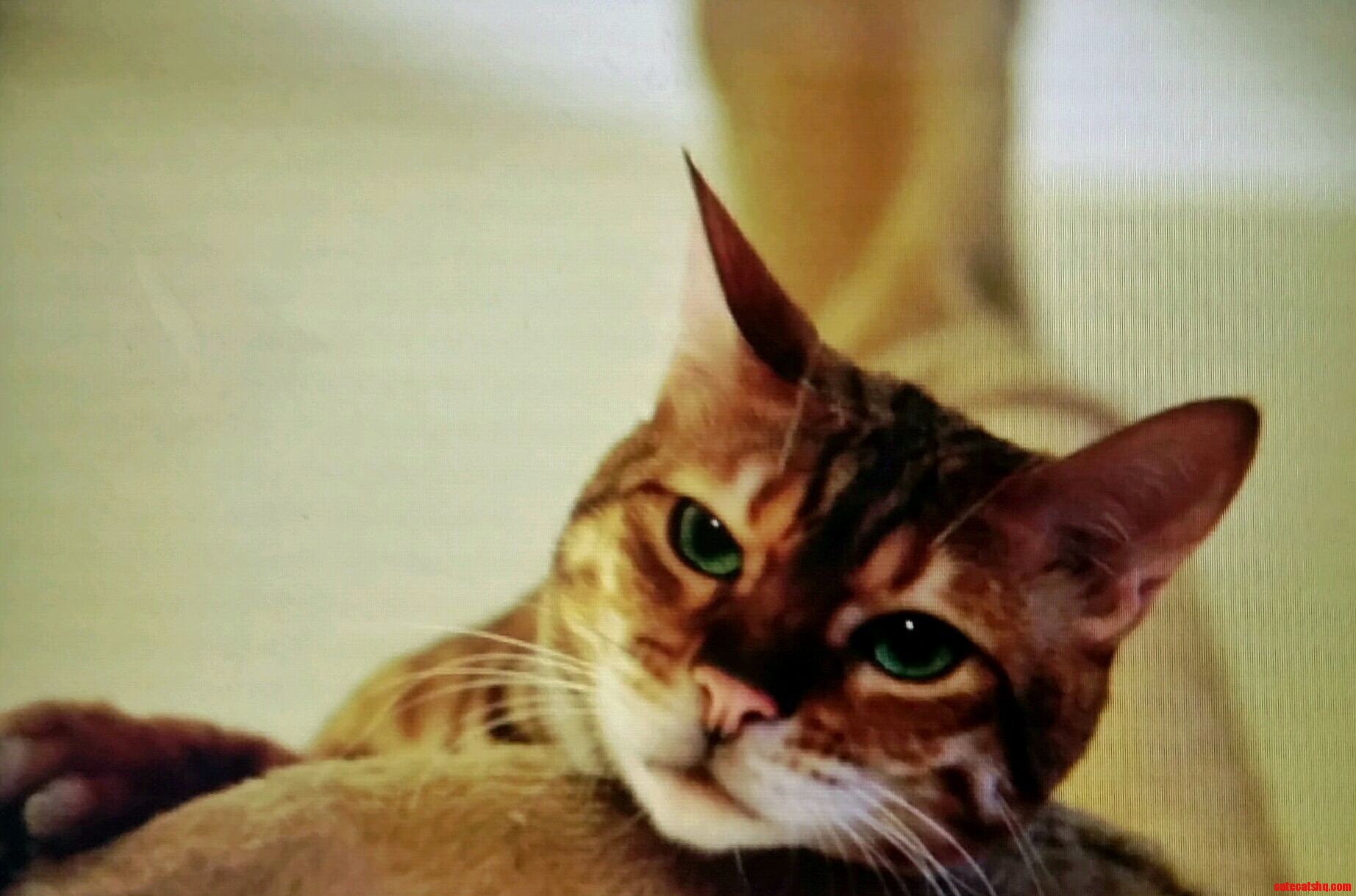 Disinterested Cat
