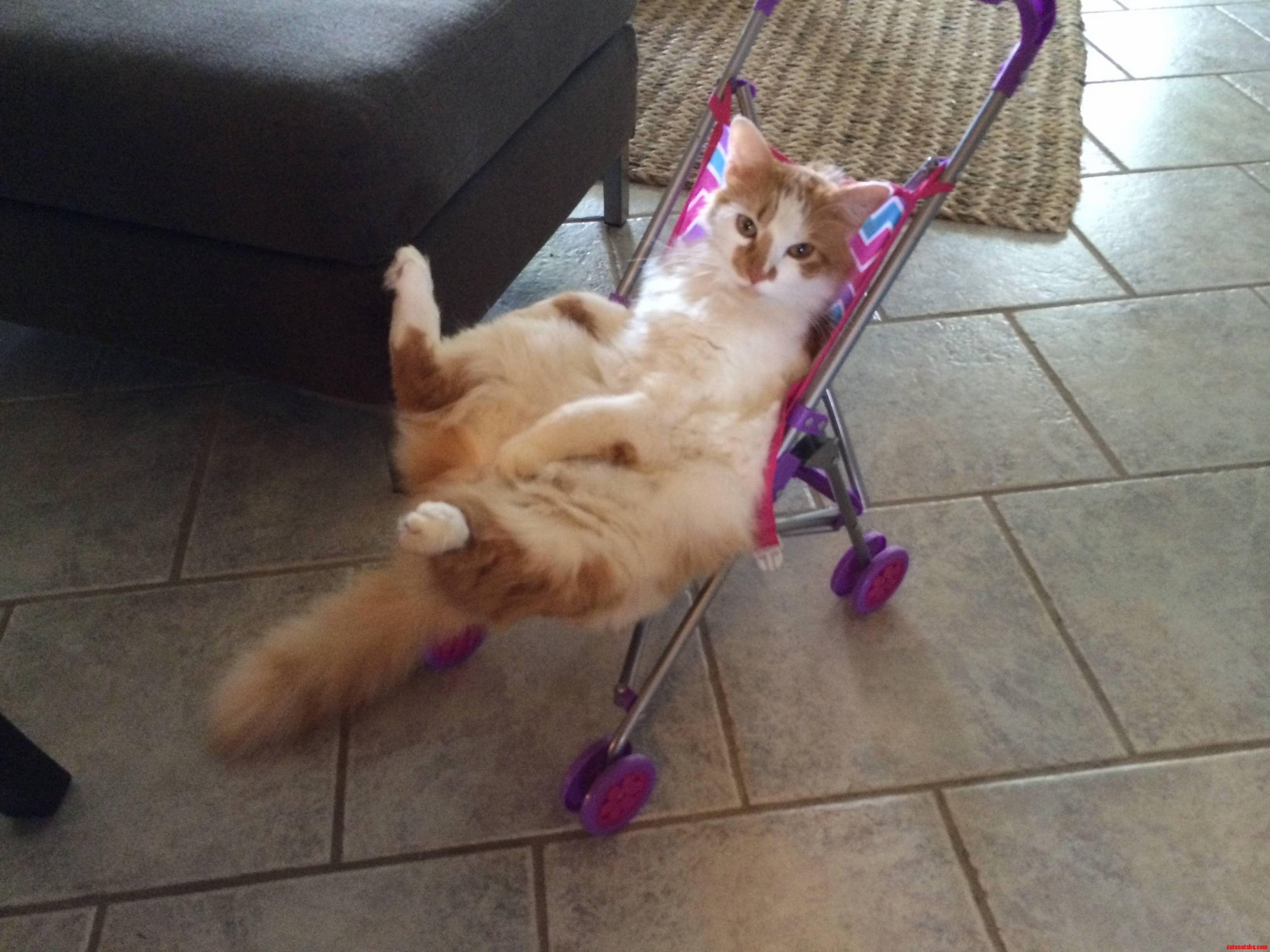 Do I Have a Cat or a Child