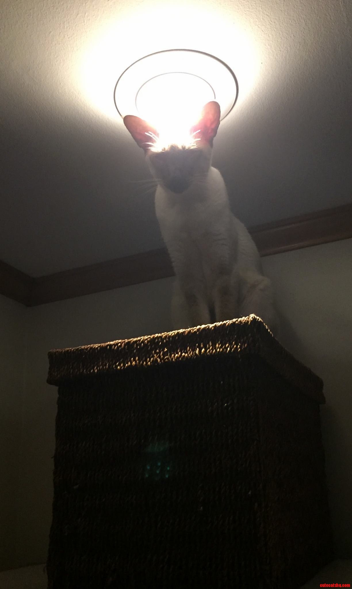 Dont Let the Halo Fool You This One Is Definitely Not an Angel