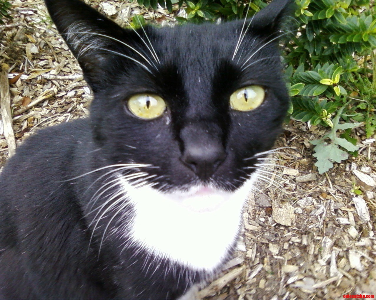 Dramatic Close-up
