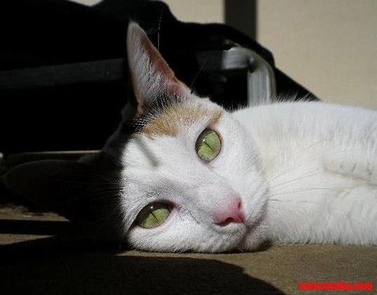Early Morning Sunbathing Before I Leave for Work.