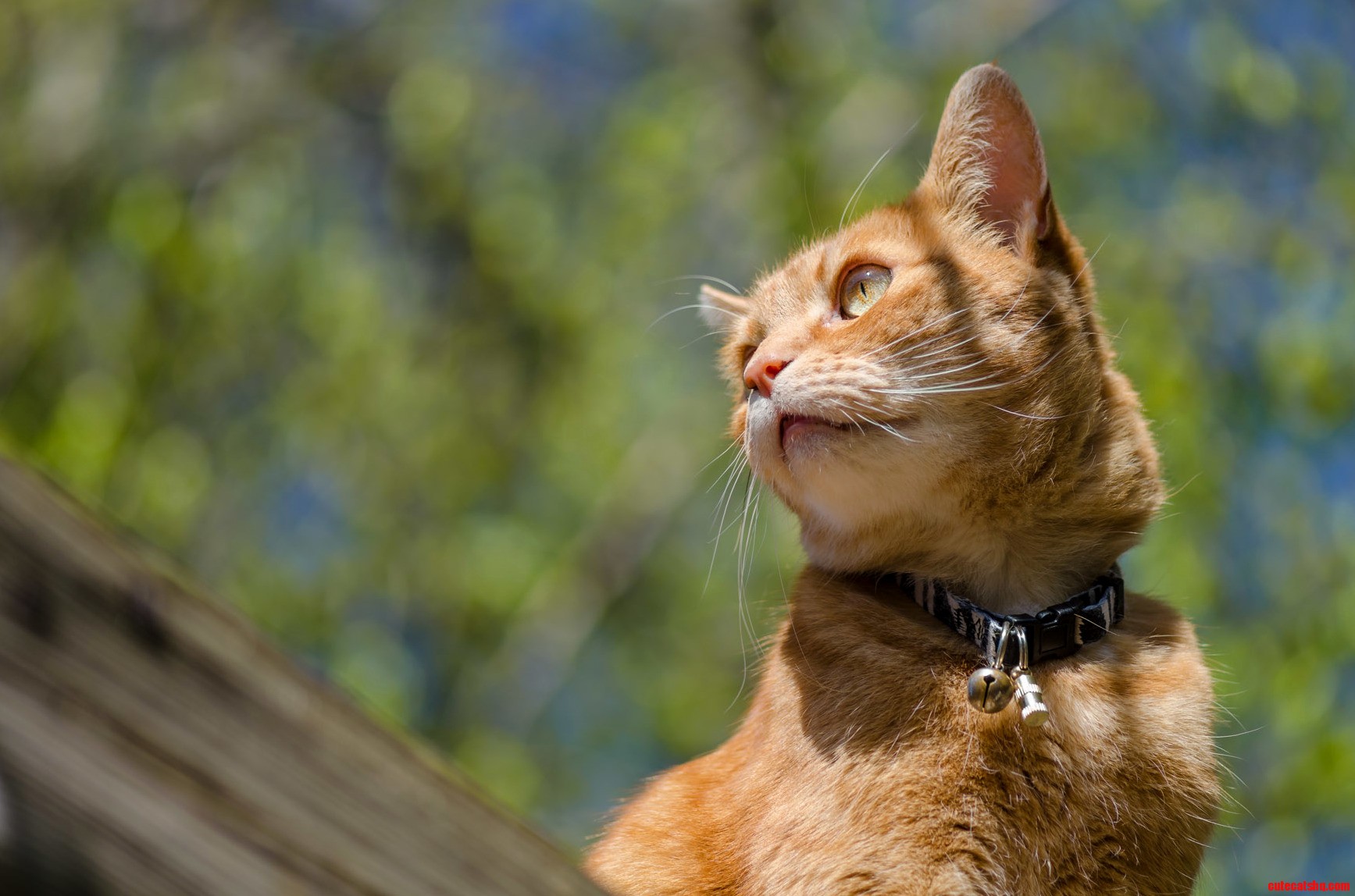 Enjoying the Sunshine...suddenly Squirrel