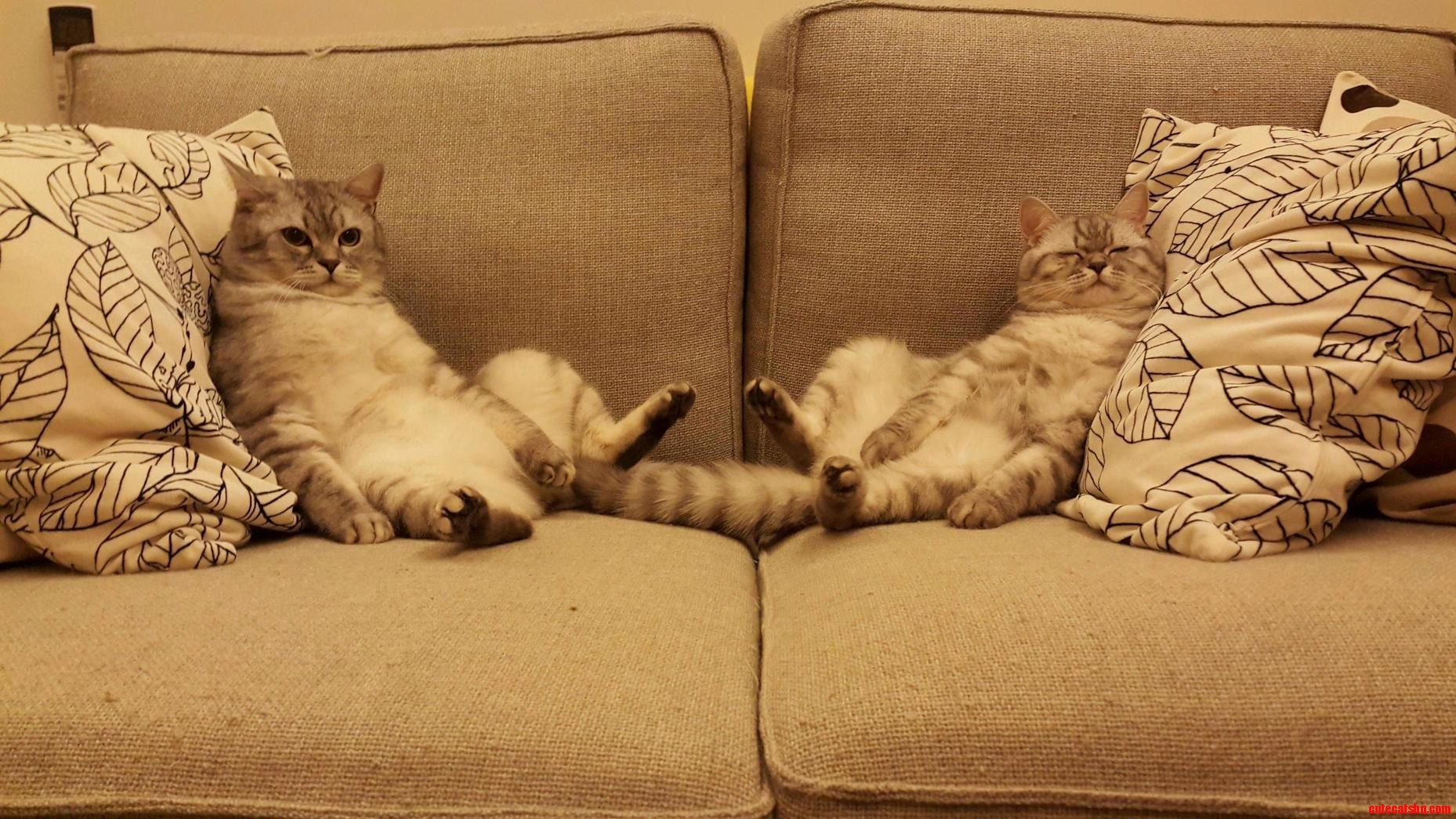 Happy Caturday Lazy Day on the Couch 3