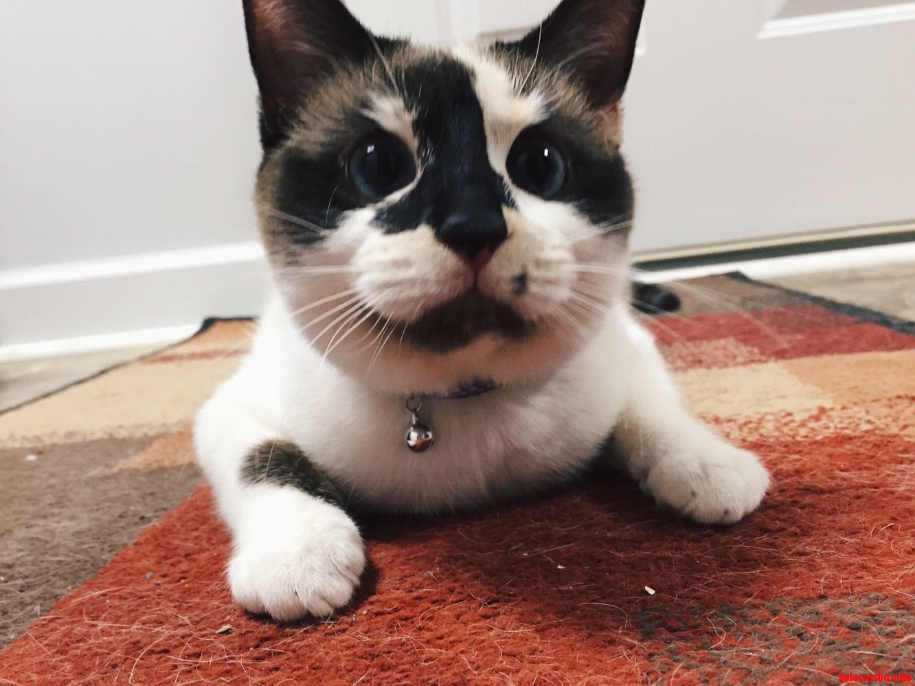 Heaven Gained Another Kitty Today. I Am So Heartbroken