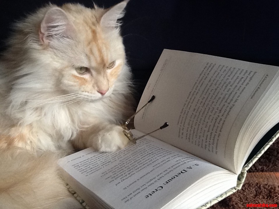 Henri Has Some Odd Interests for a Cat.
