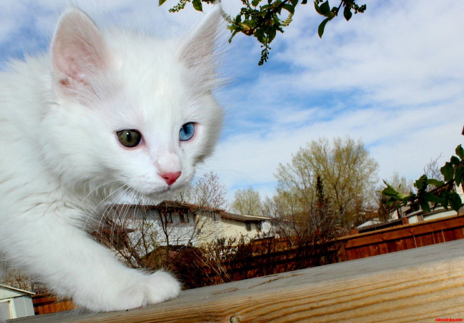 Hey Anyone Know What Type of Breed My Kitten Is