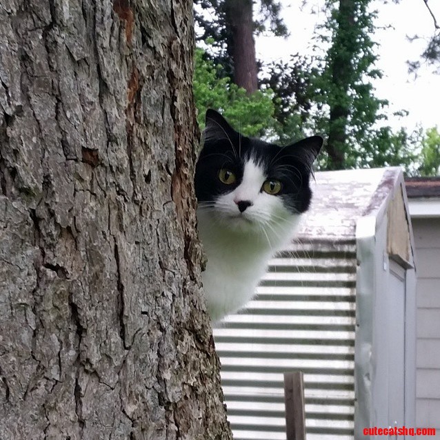 Hey Did You Say You Had Treats
