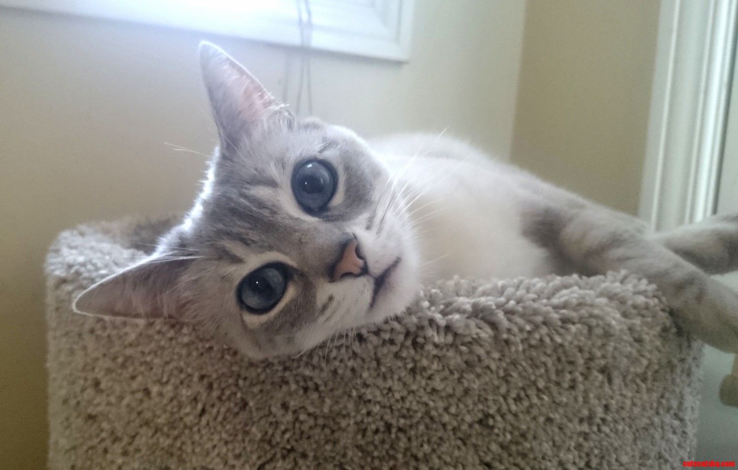Hi Sweetie