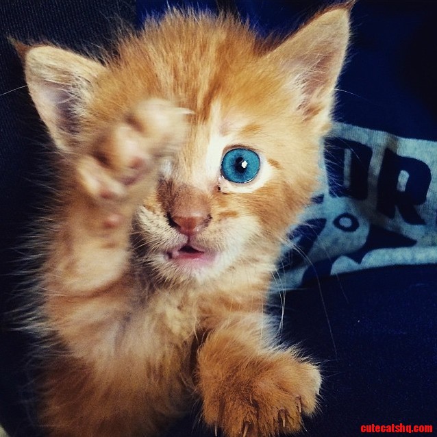 High Paw