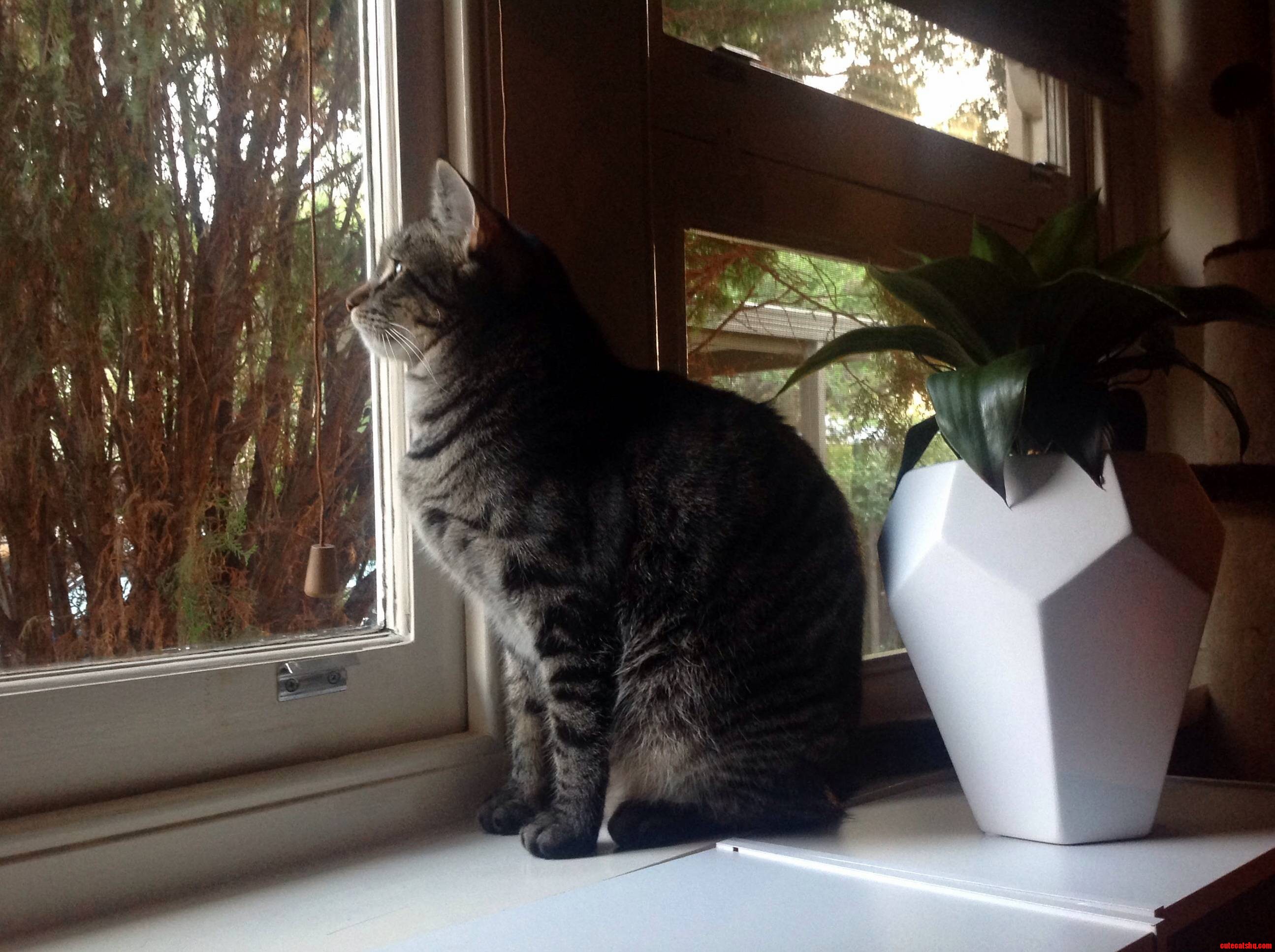 His Little Breath Fogged Up the Glass.