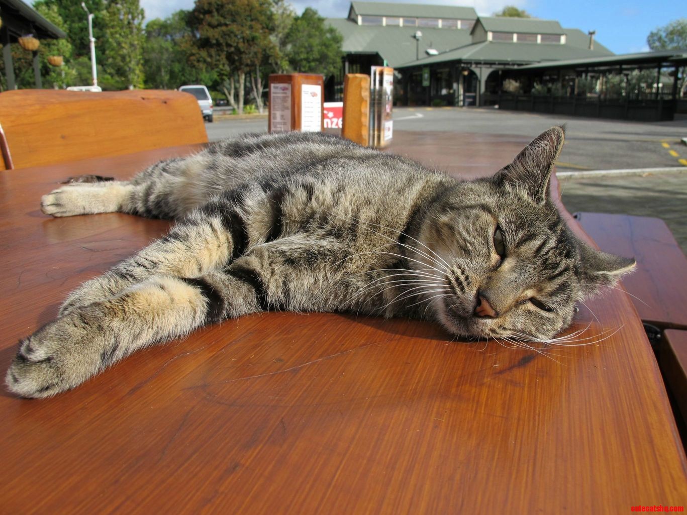 I Met This Handsome Fellow on a Day Trip to Paraparaumu New Zealand.