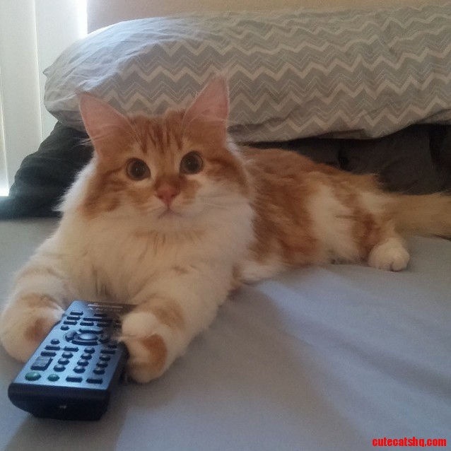 I Swear.. Too Cute Is on Every Channel