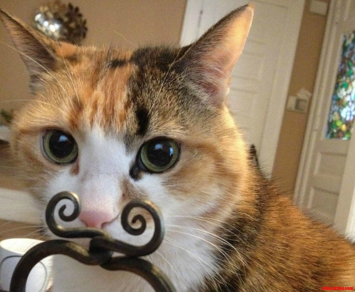 I Wish I Had a Solid Mustache.
