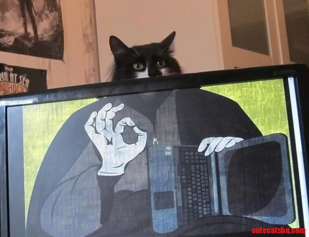 If the Cat Says That Everything Is Ok So You Can Trust Him