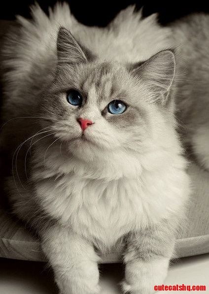 Im a Beautiful Cat and Not an Evil Kitty