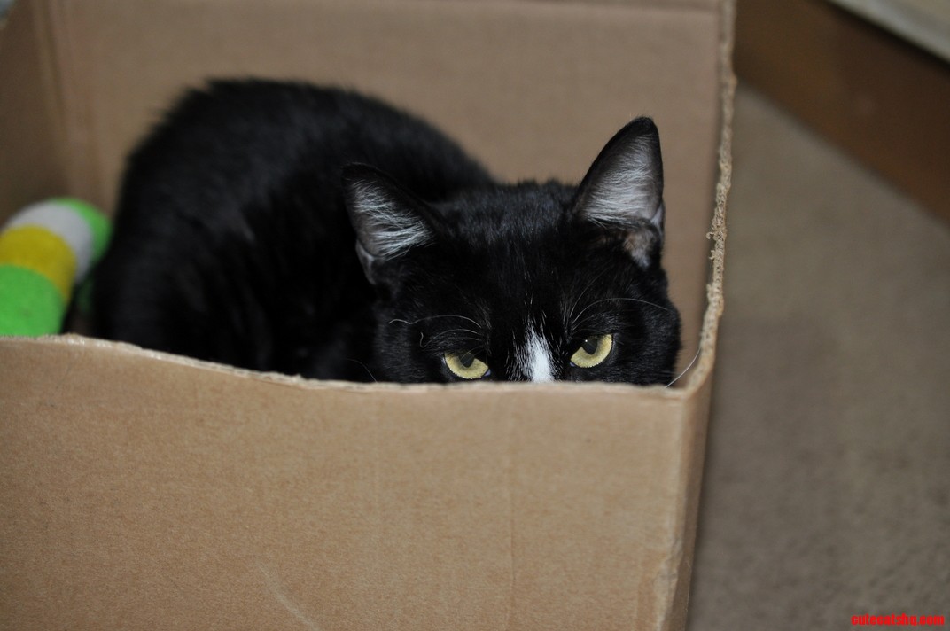 Im Assuming He Likes His Box