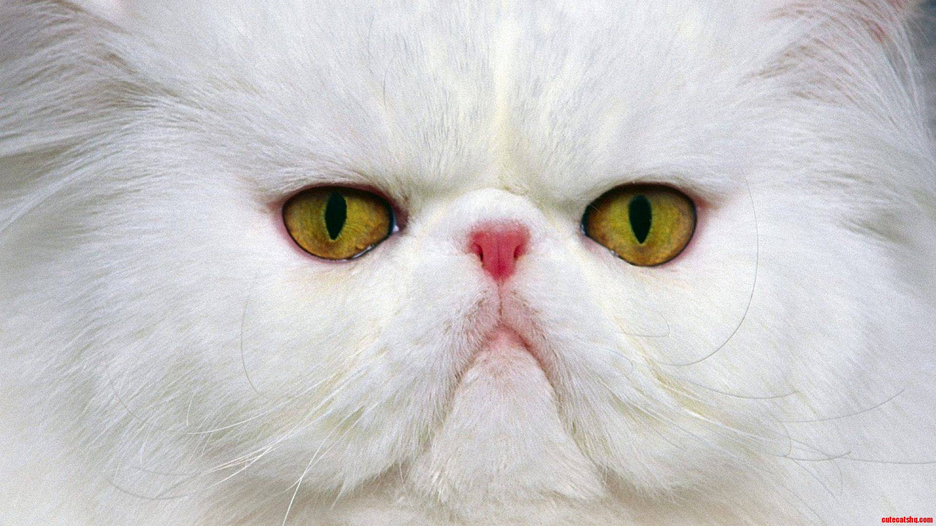 Im Not Rude I Ve Got Cat-i-tude.