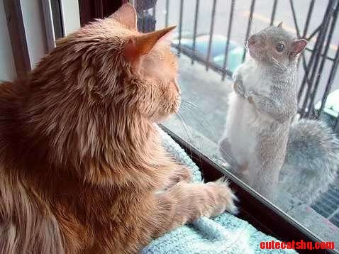 It Quickly Became Obvious That the Smiths Were Right When They Named Their New Cat Peanut.