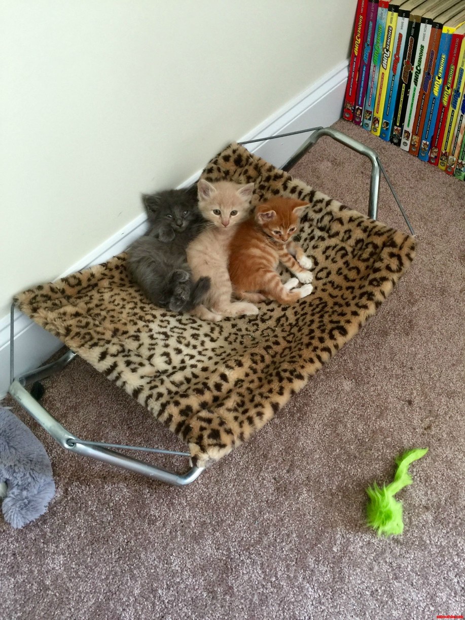 Its Exhausting Being So Adorable.