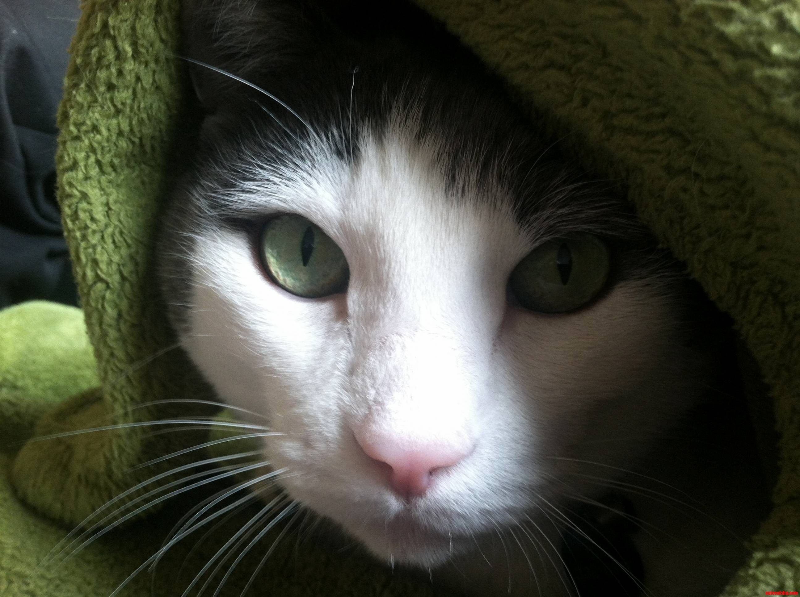 Its His Birthday I Thought ID Show Off His Beautiful Eyes.