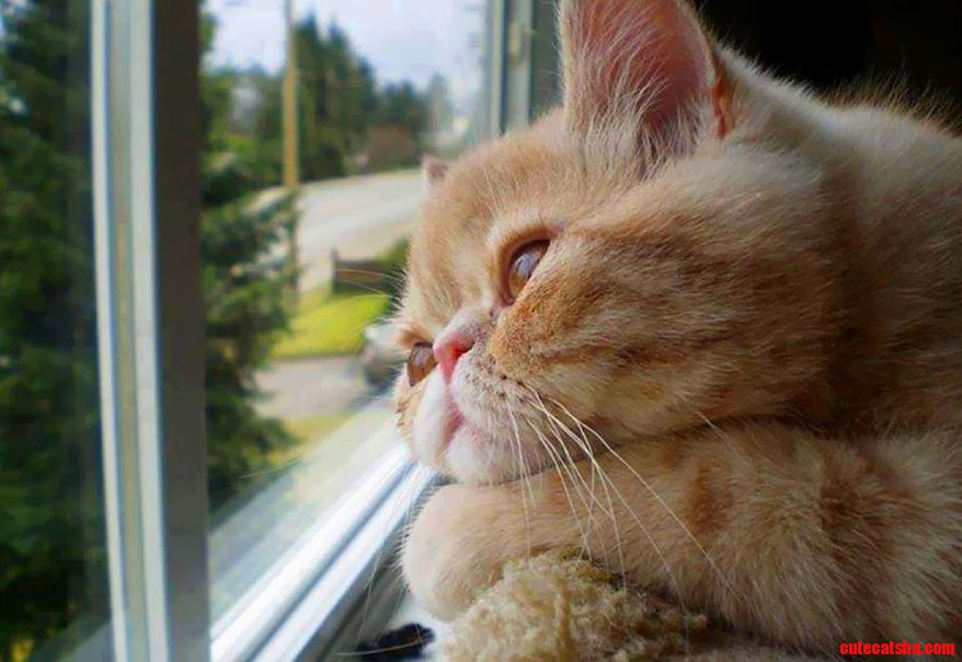Just Cat. All Like Cat.