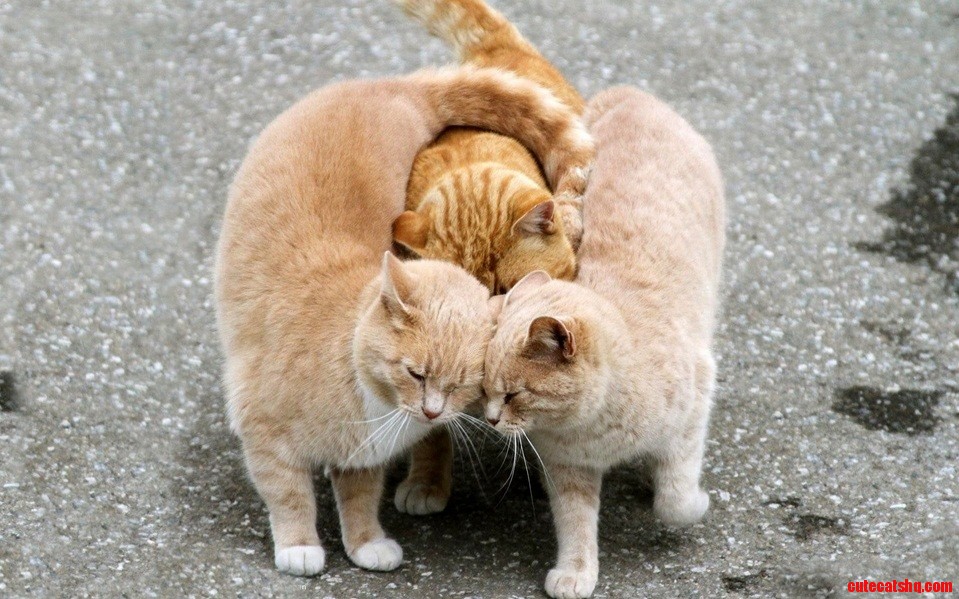 Just Watching These Three Cats Make Me Happy